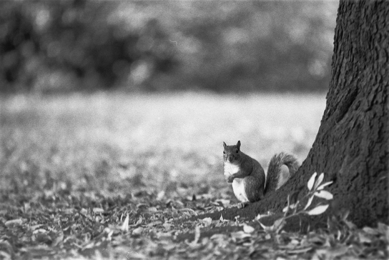 Squirrel at Battersea park